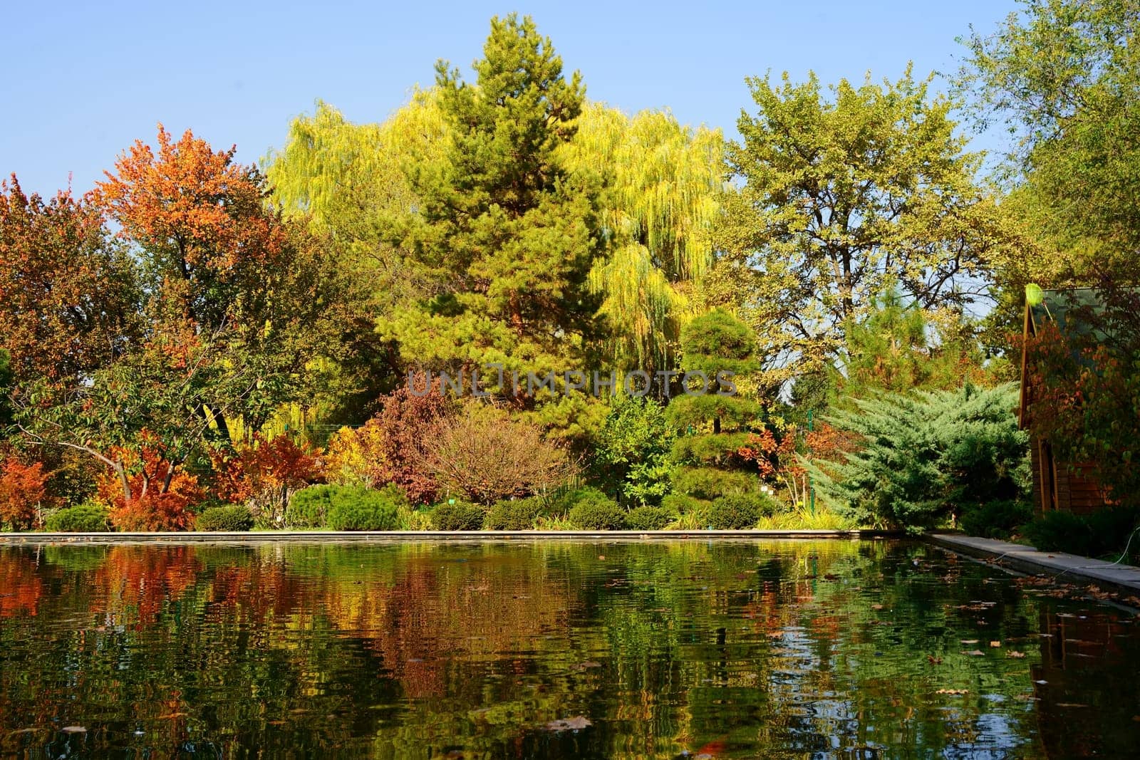 Autumn park and pond. yellow, red and green bushes. High quality photo