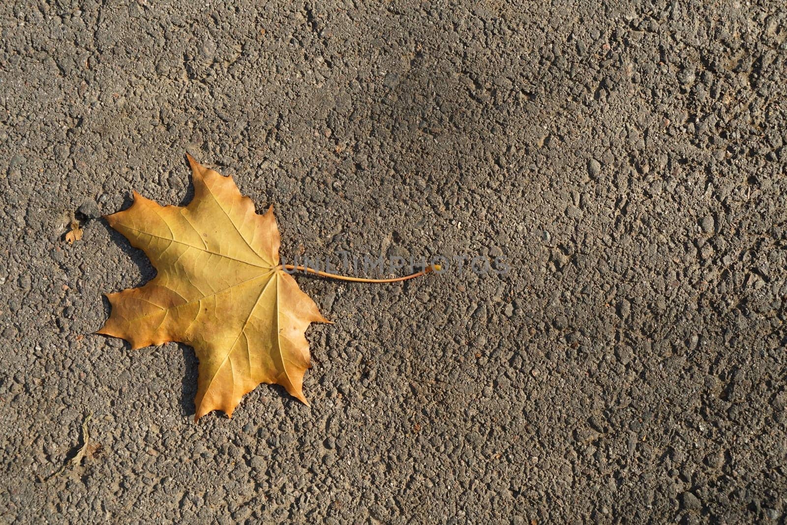 A fallen maple leaf on the road. View from the top by tewolf