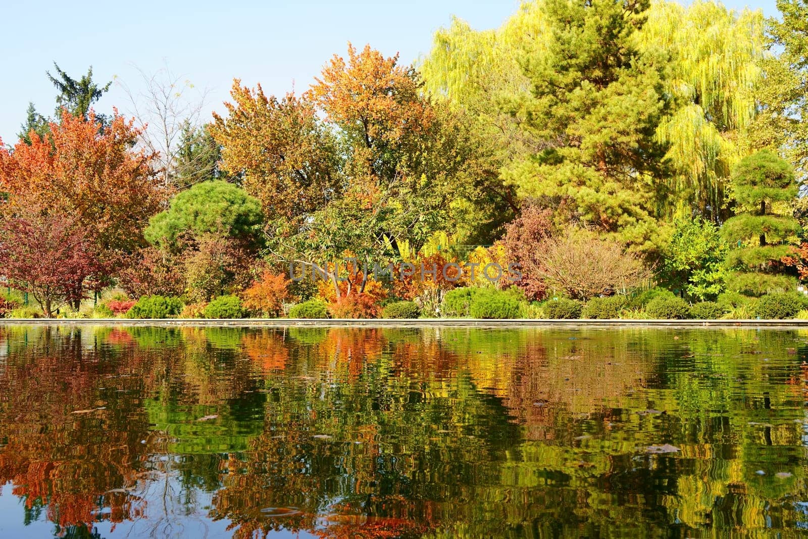 Autumn park and pond. yellow, red and green bushes and trees. High quality photo