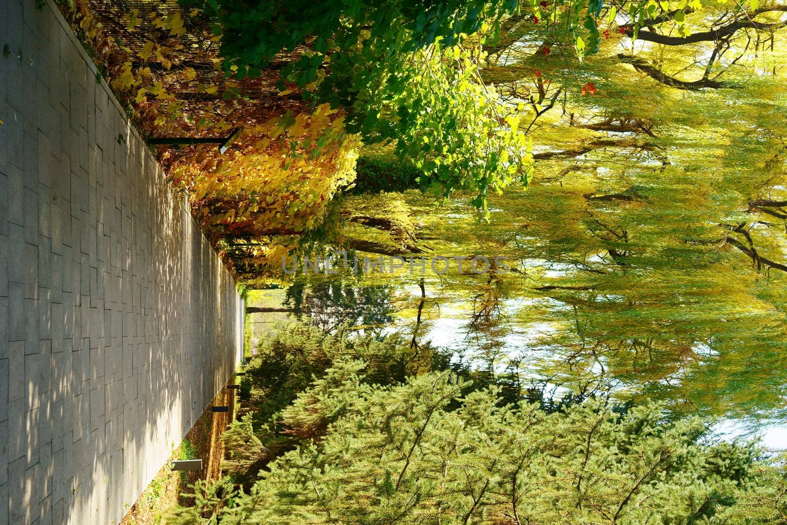 Autumn path in the park. yellow, green bushes and trees. High quality photo