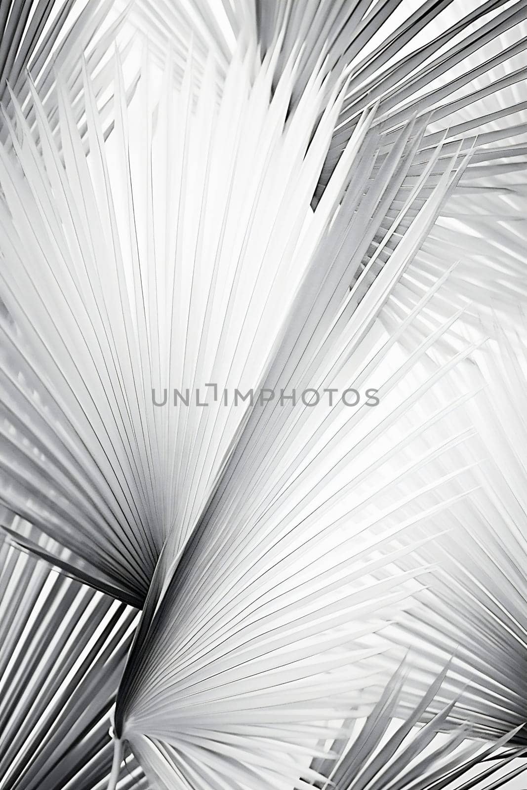 Palm nature pattern texture stripe line abstract background light plant wallpaper by Vichizh