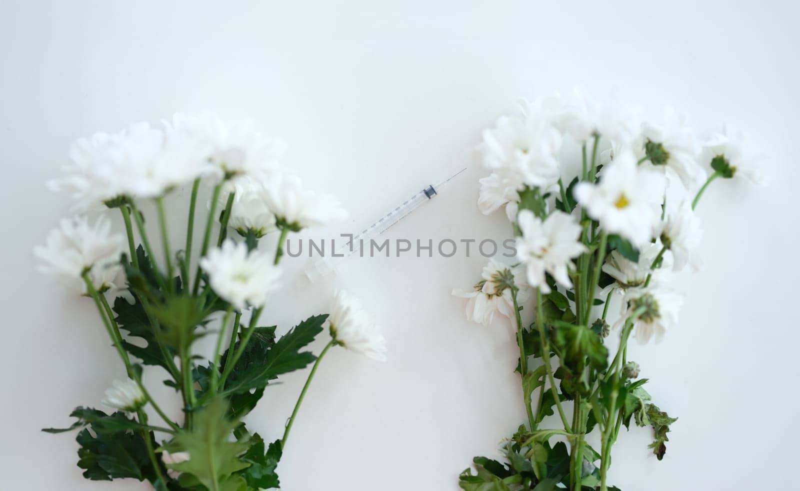 Two branches of white chrysanthemums in middle of syringe with needle. Scientific medicine injection medicine and rejuvenation in cosmetology concept