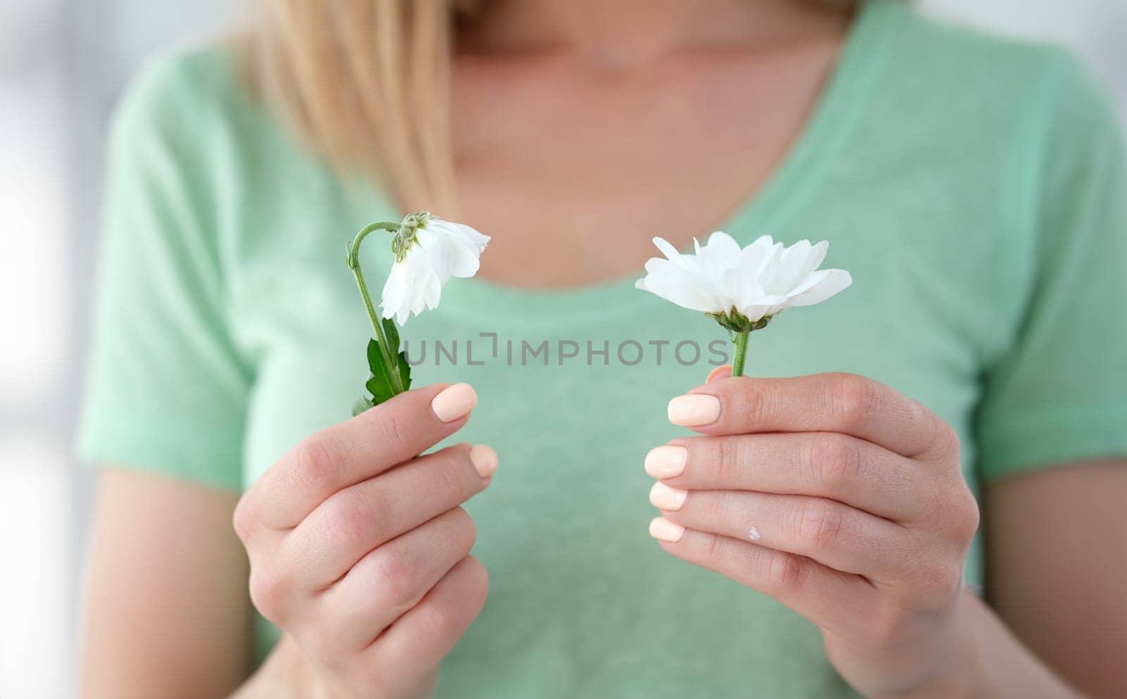 woman is holding one blooming chamomile and one wilting. Youth old age concept