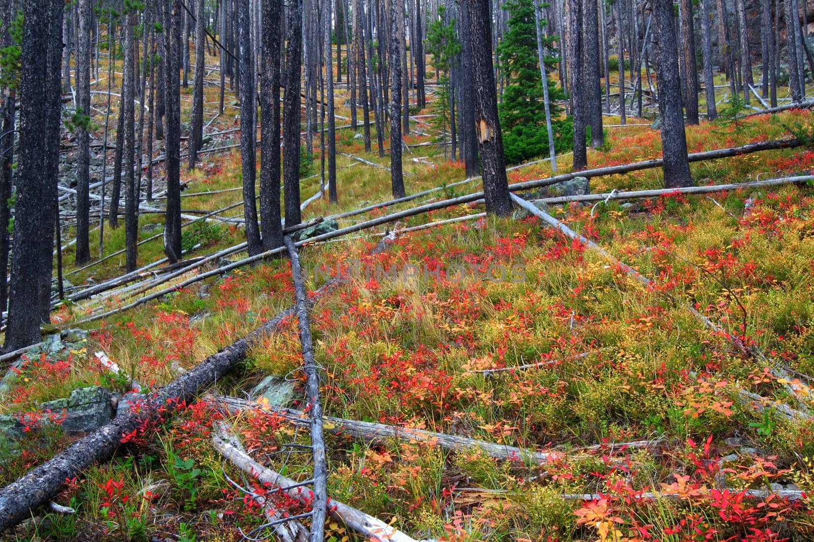 Pretty autumn colors in the Lewis and Clark National Forest of Montana.