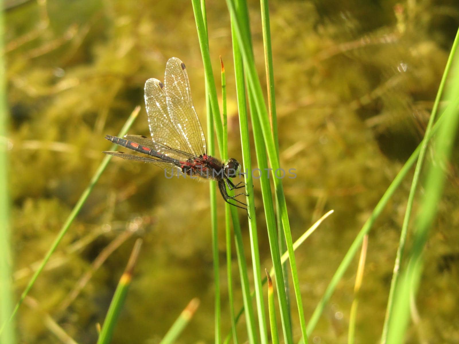 Lesser Moss Damselfly - Leucorrhinia dubia
