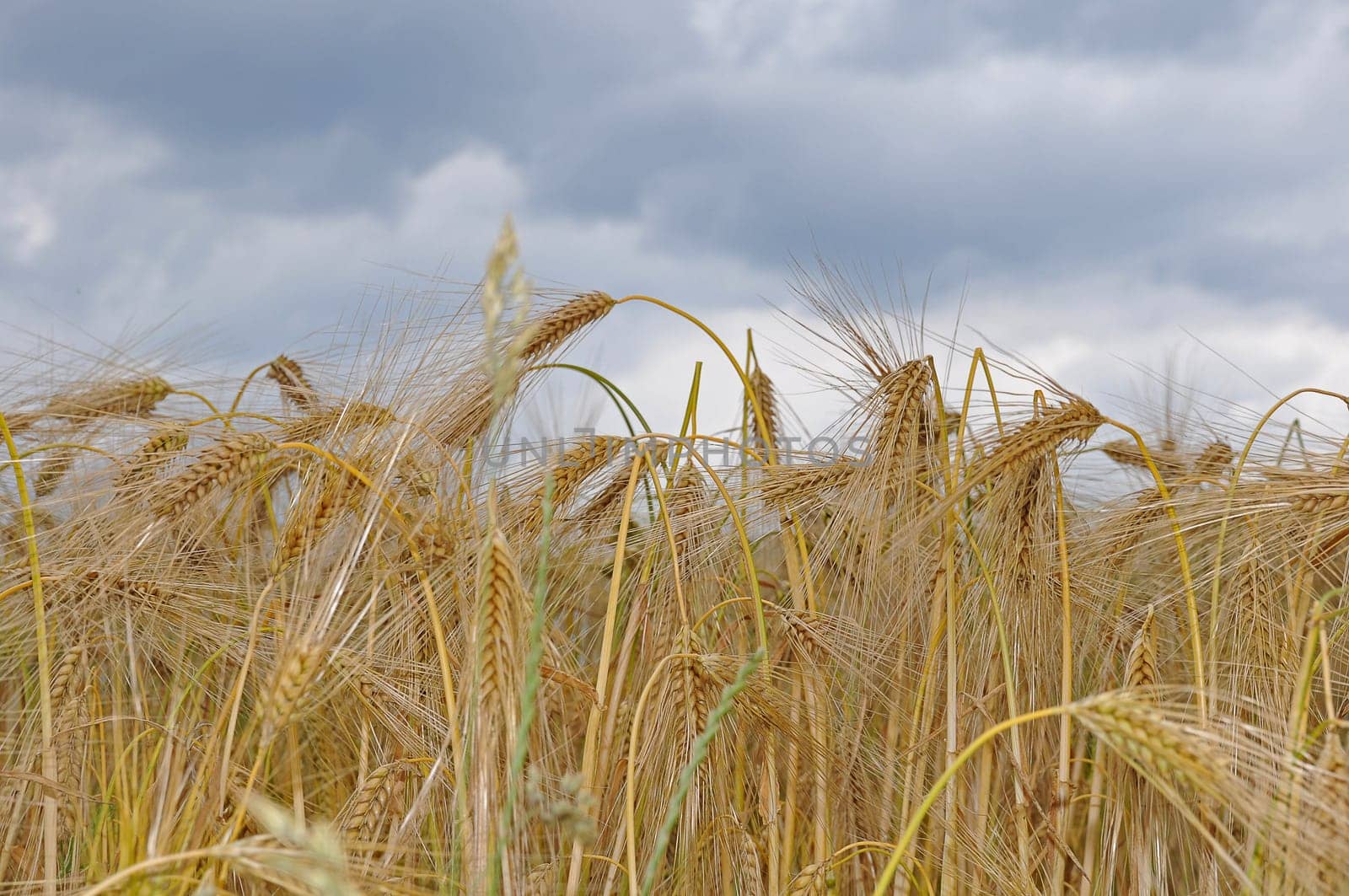 Rye field