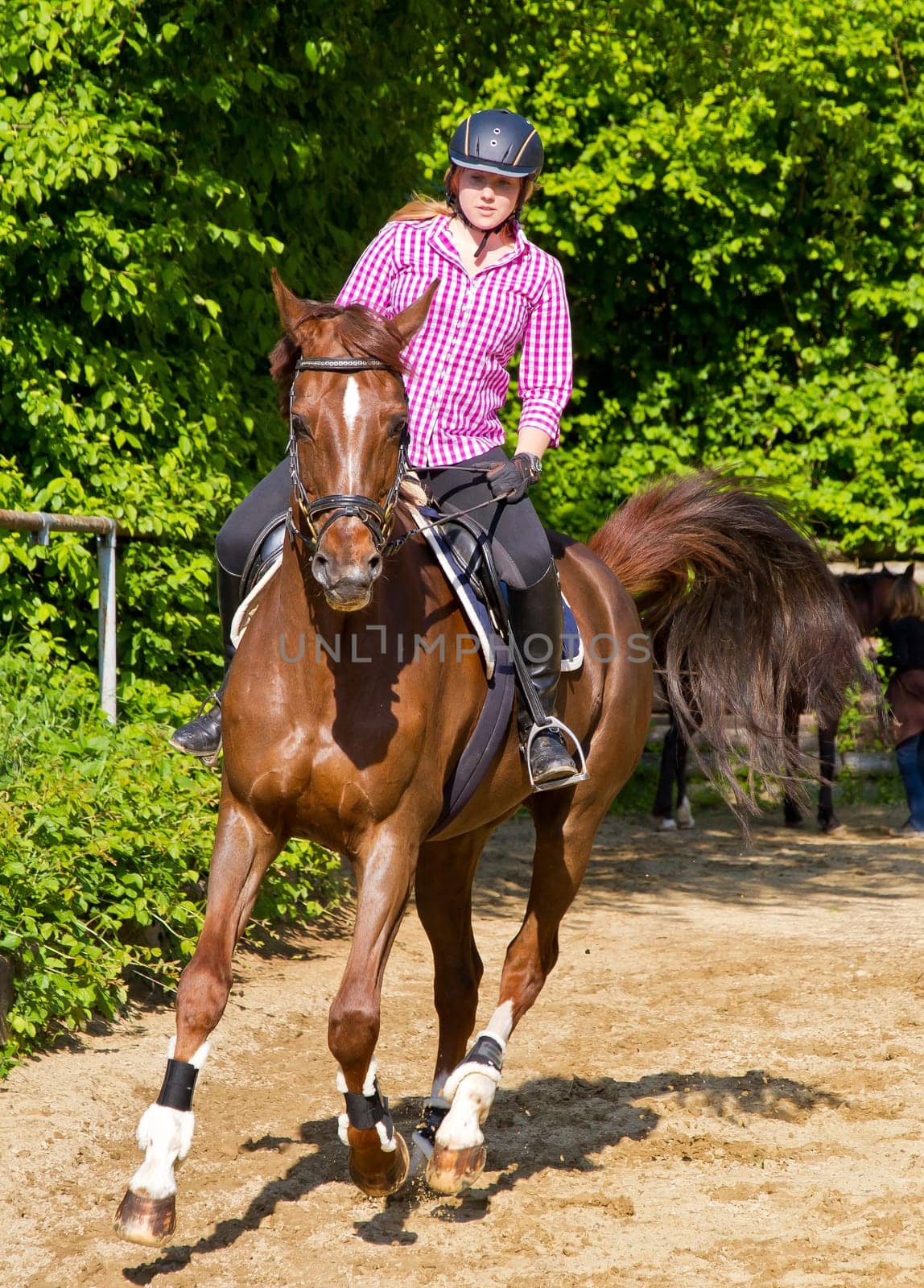 Gallop