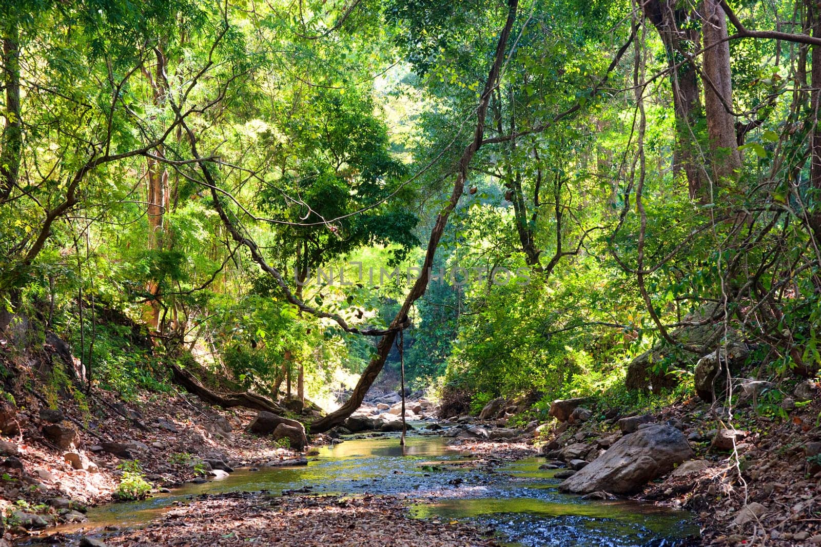 river through the forest in northern  thailand