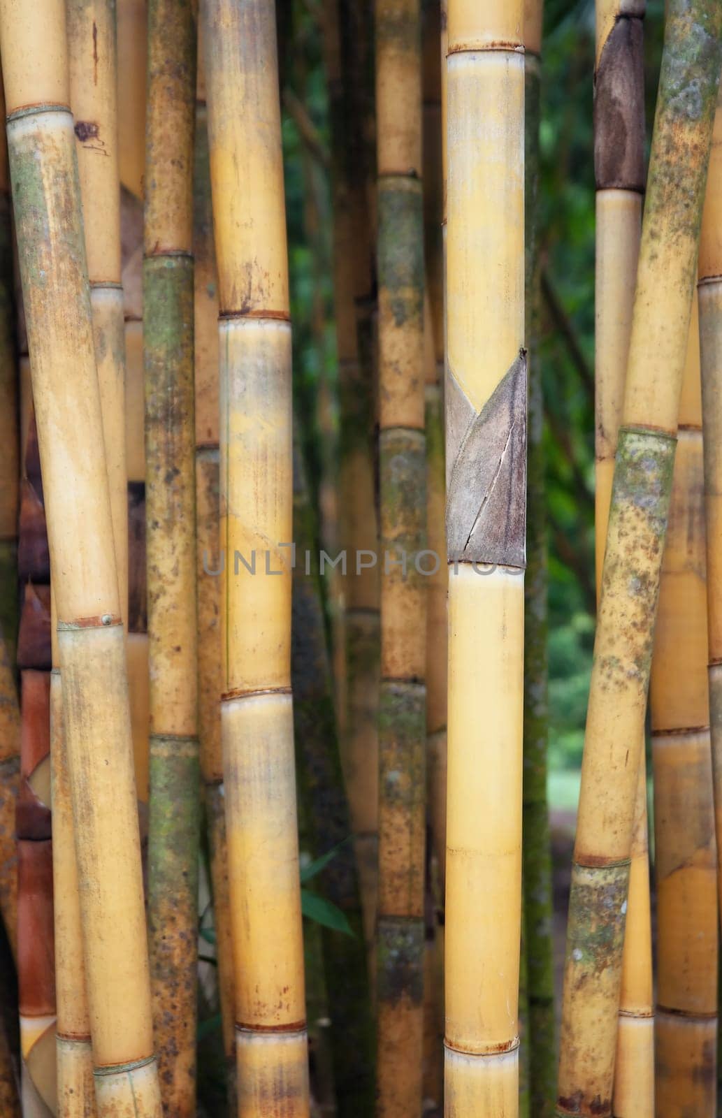 some tall yellow bamboo plants in singapore