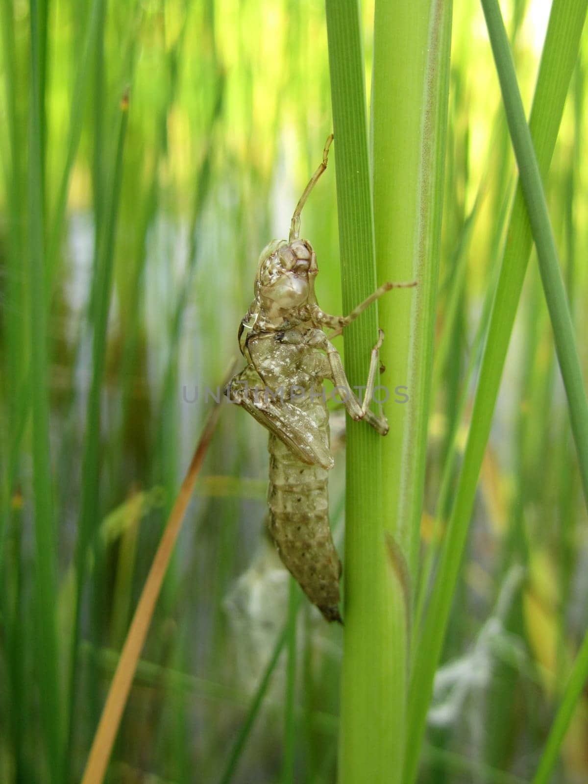 Dragonfly skin