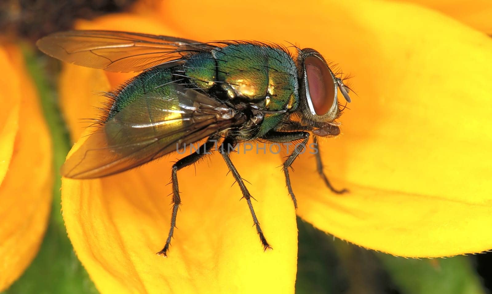 Blowfly on yellow flower