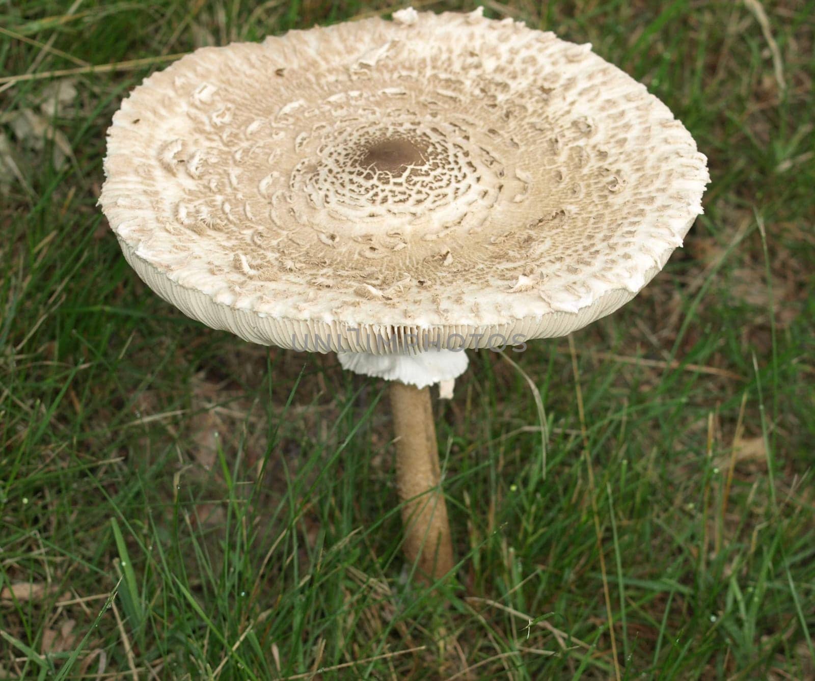 Umbrella mushroom