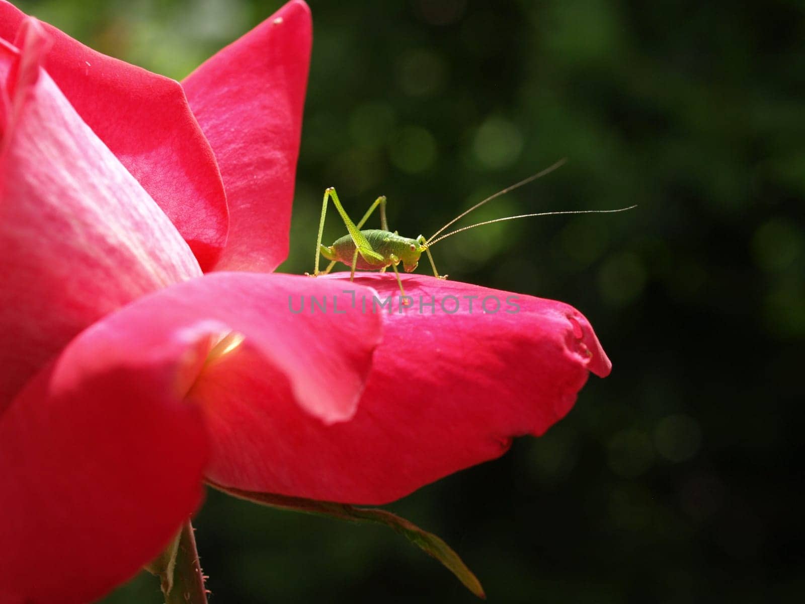 Grasshopper