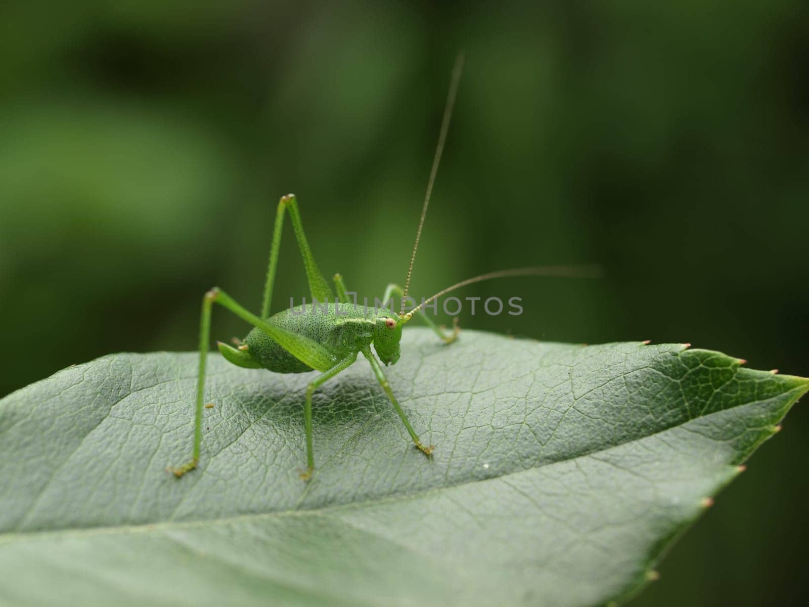 Grasshopper