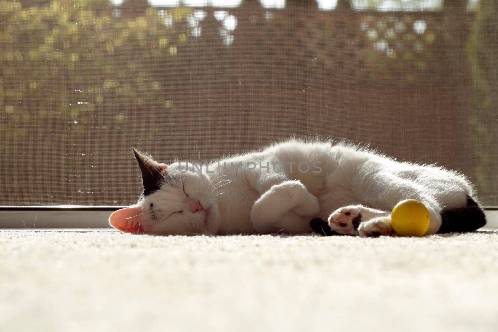 Adult female feline napping on a carpet with a yellow cat nip ball by it&#039 s feet inside in front of an open screen door.