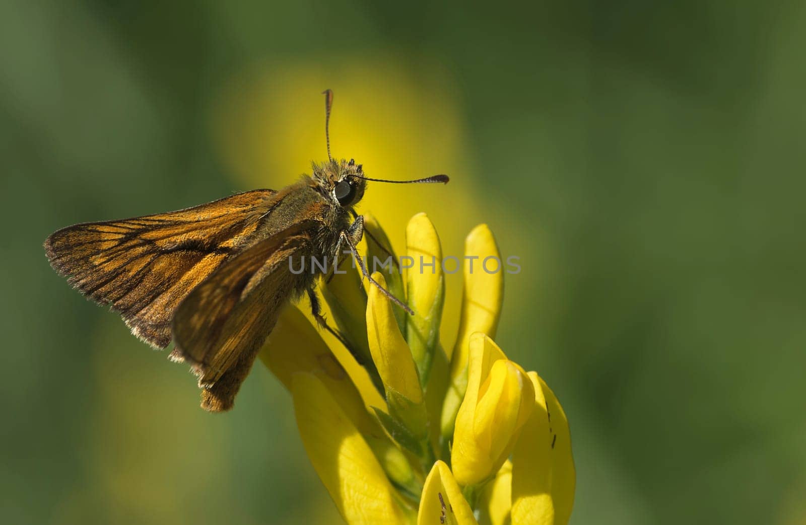 Rust-coloured thick-headed butterfly Ochlodes sylvanus