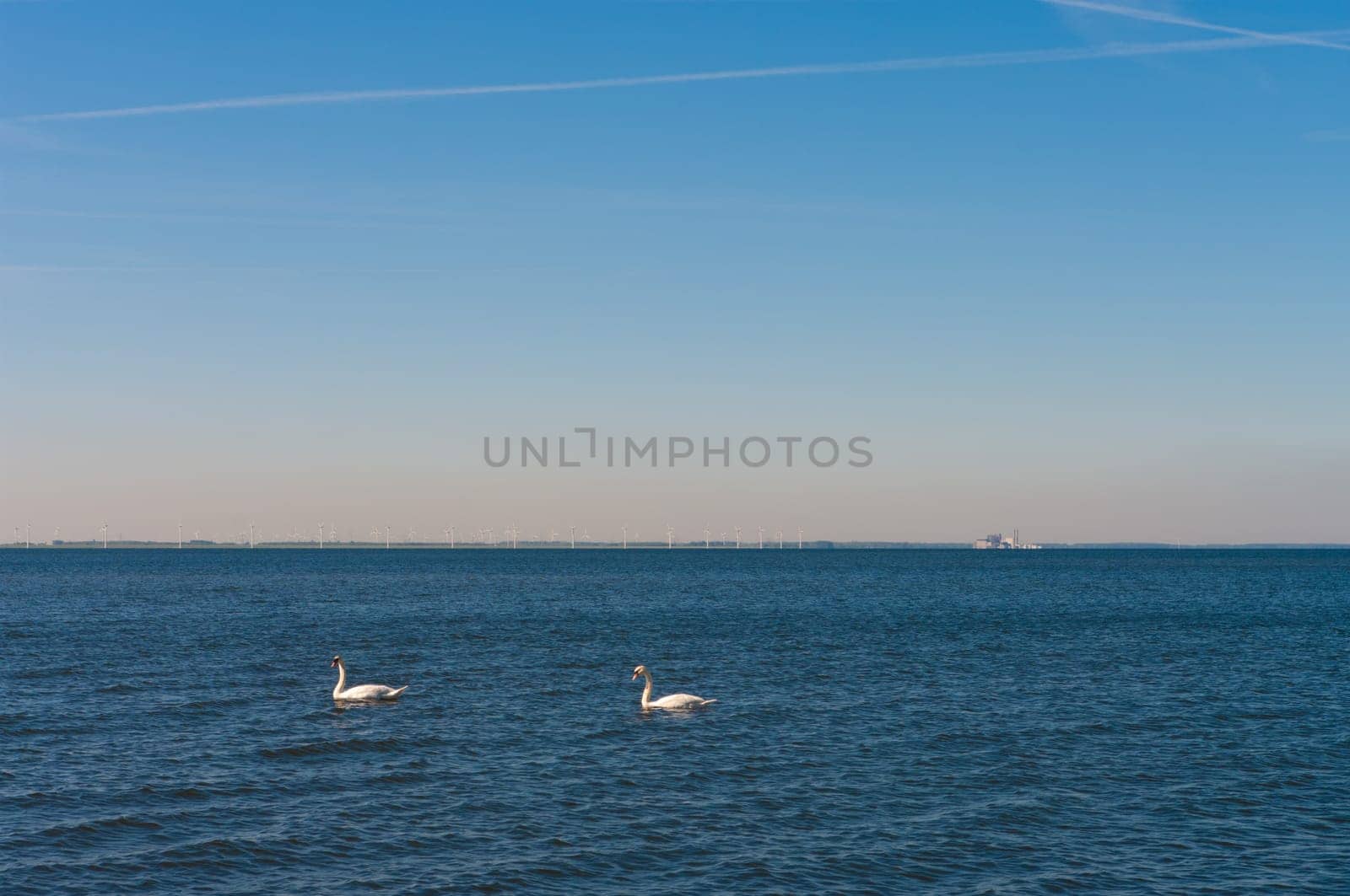 two swans on a large lake with a wind turbine farm in the background