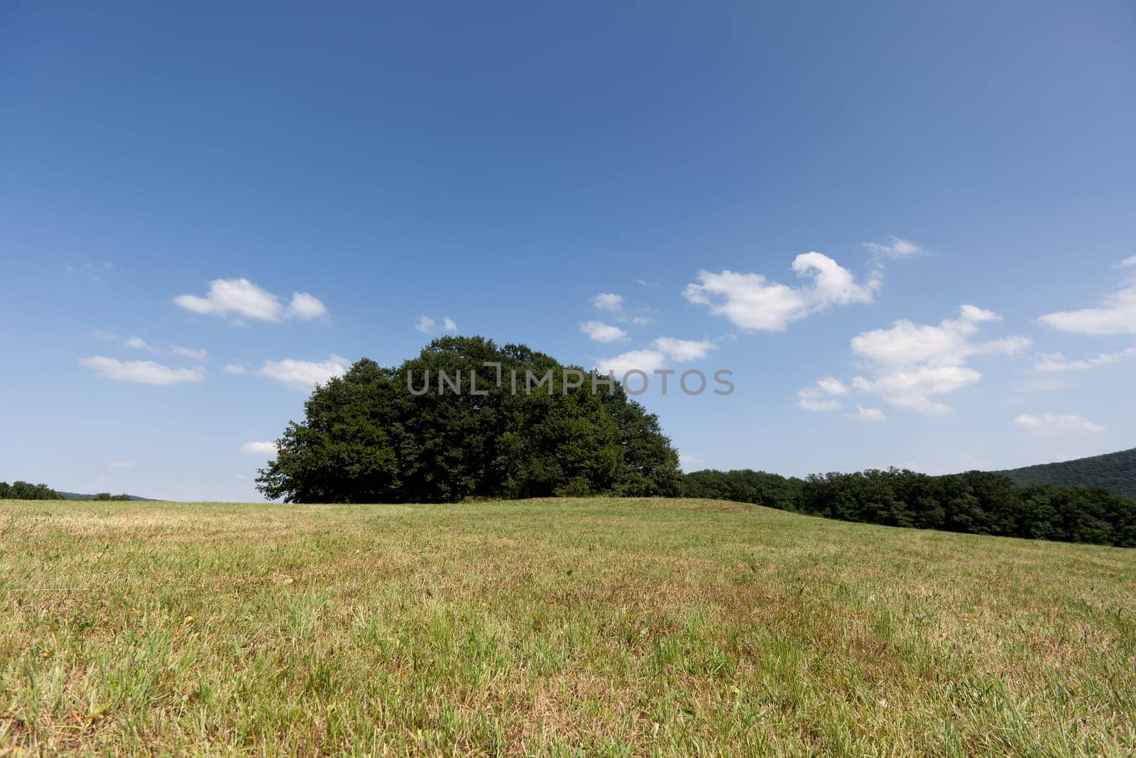 Group of trees in landscape,meadow with blue sky and cumulus clouds