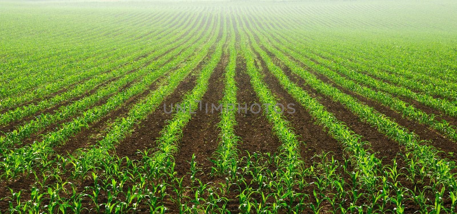 Rows of young corn plants on fertile soil in morning mist
