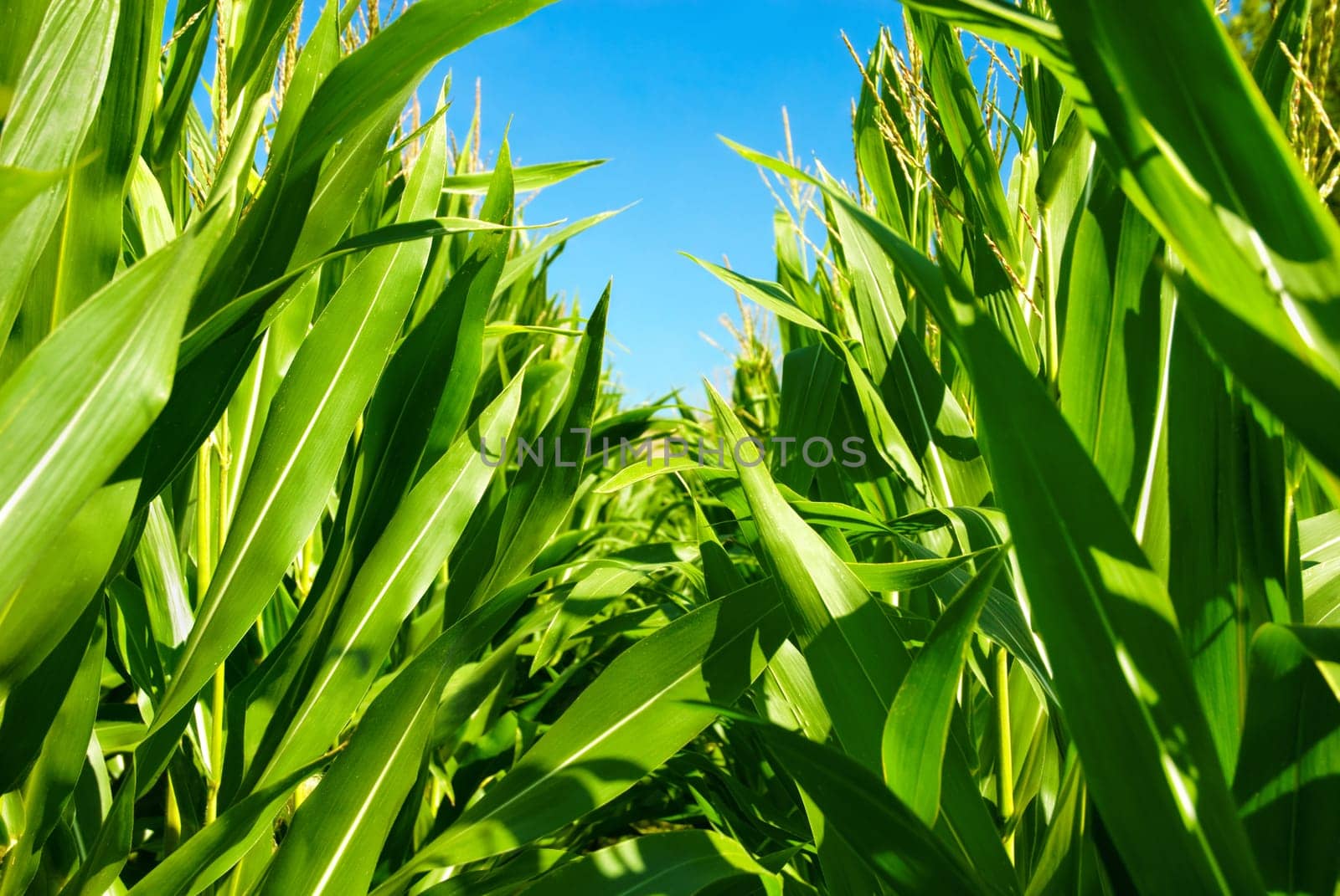 Cornfield from an interesting perspective with a bright blue sky