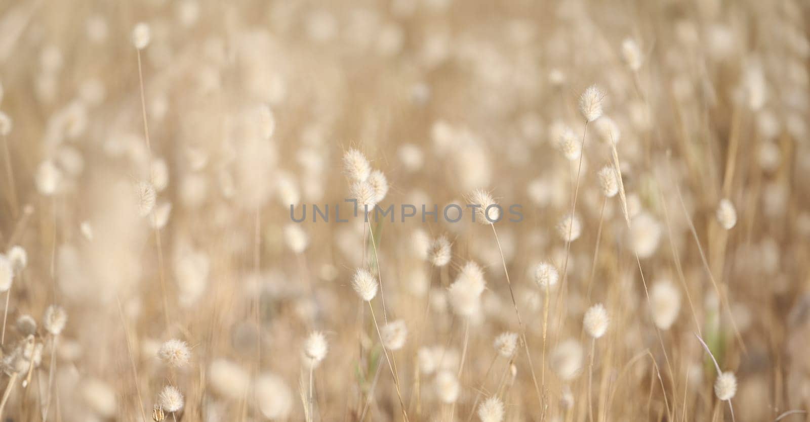 Closeup of dry plant bunny tail background by kuprevich