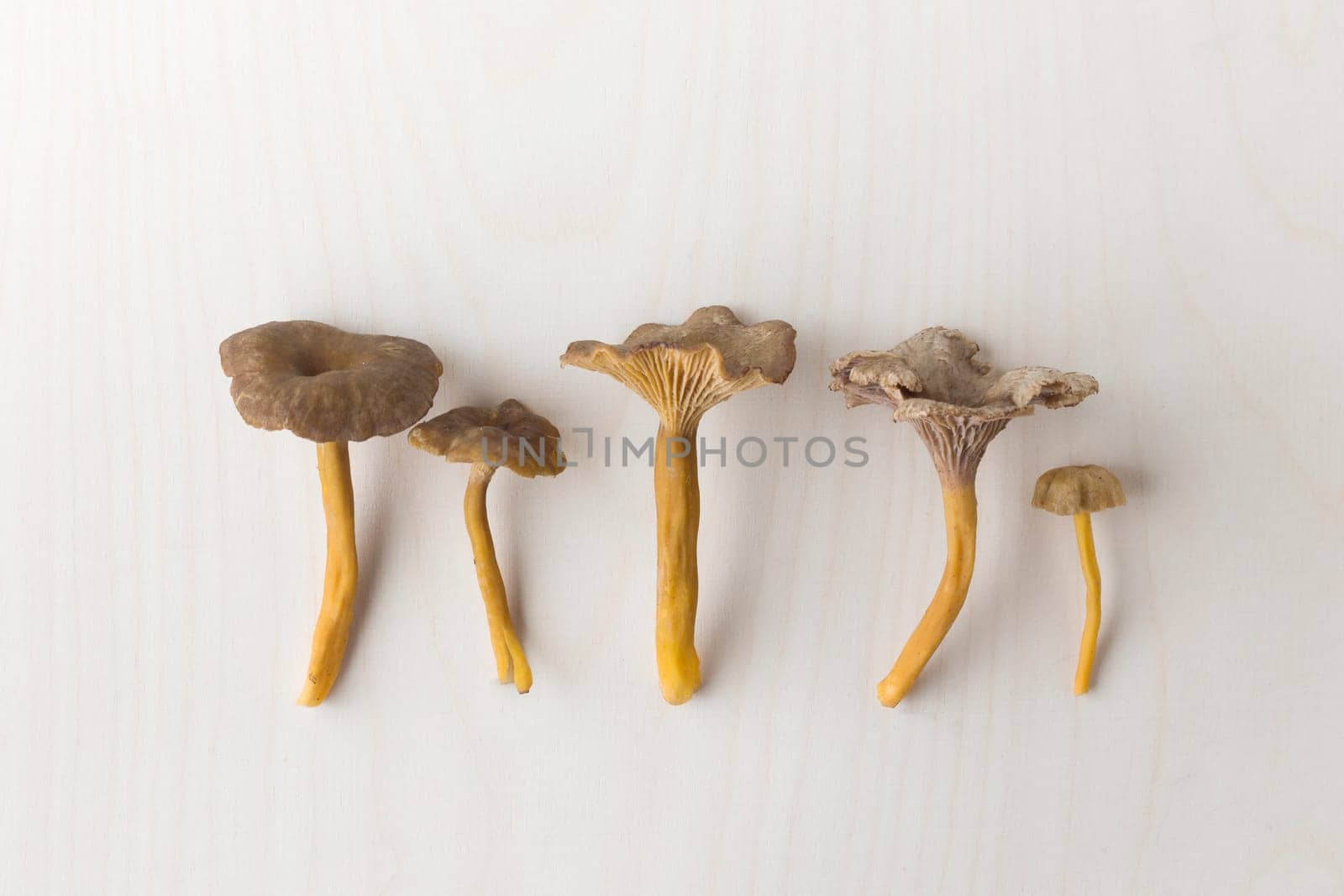 Craterellus cornucopioides, or horn of plenty, trumpet chanterelle mushroom, edible on wooden background.