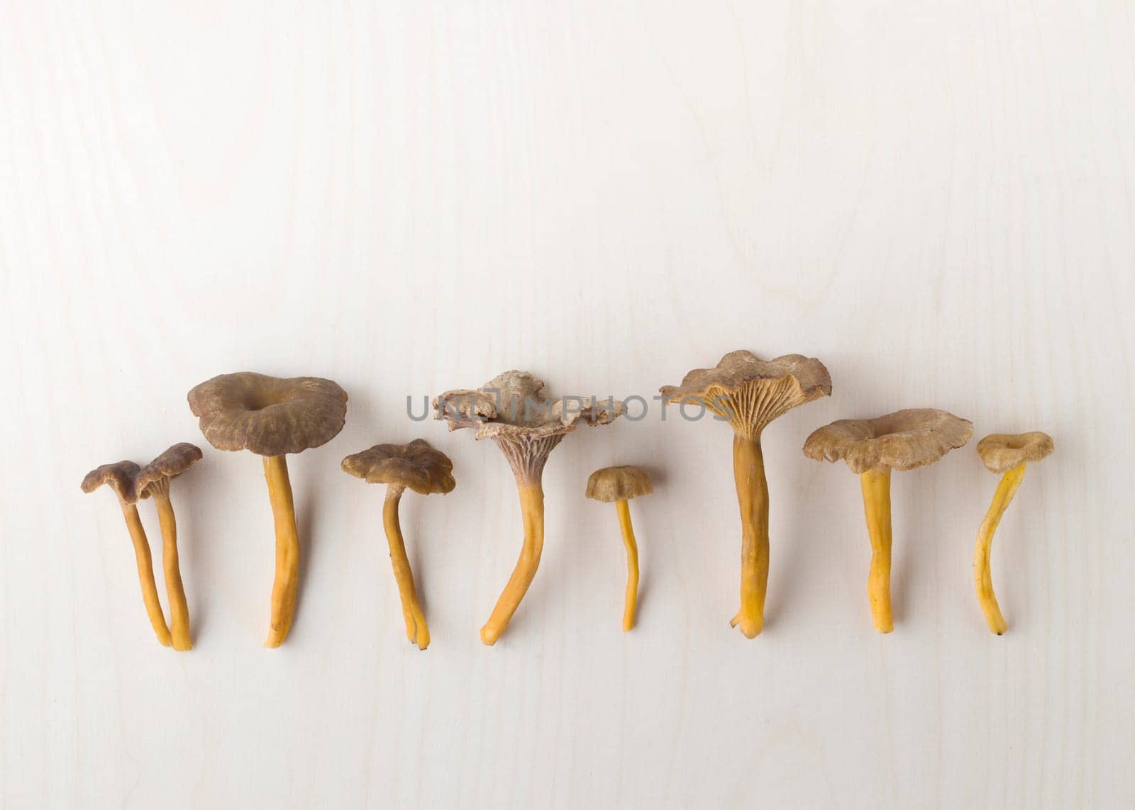 Craterellus cornucopioides, or horn of plenty, trumpet chanterelle mushroom, edible on wooden background.