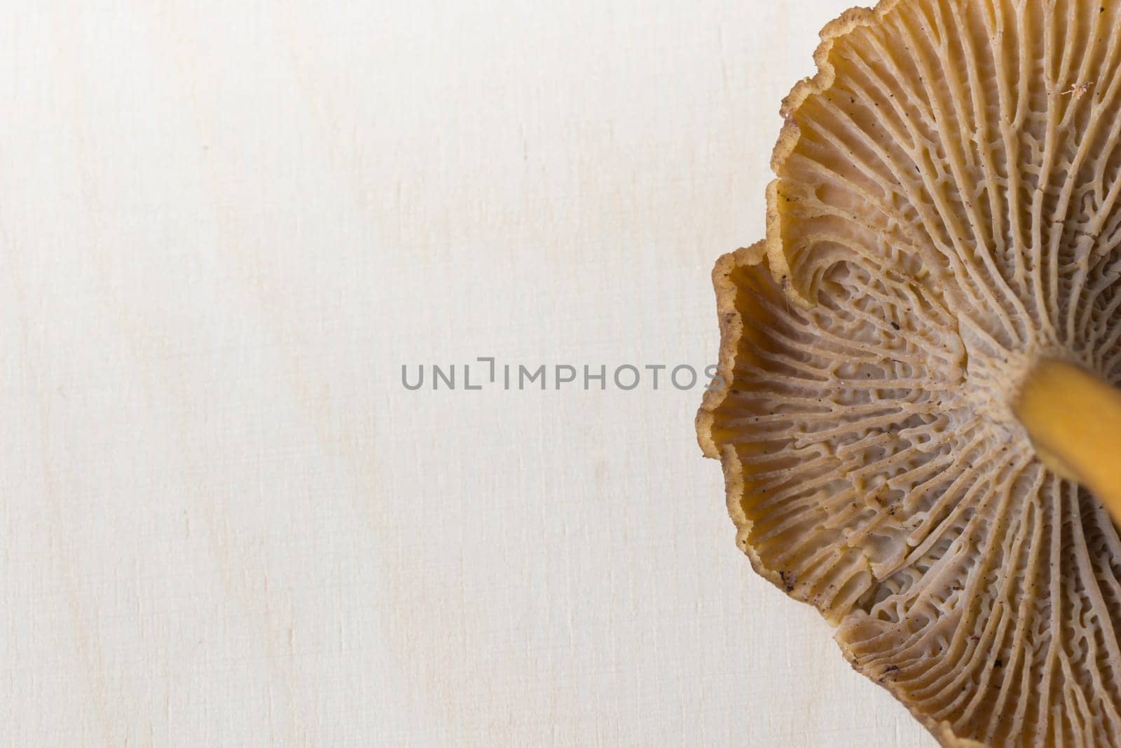 Craterellus cornucopioides, or horn of plenty, trumpet chanterelle mushroom, edible on wooden background.