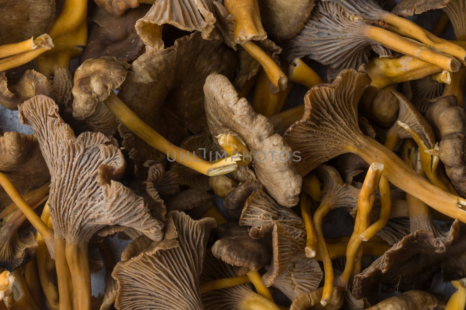 Craterellus cornucopioides, or horn of plenty, trumpet chanterelle, edible mushroom, pattern.