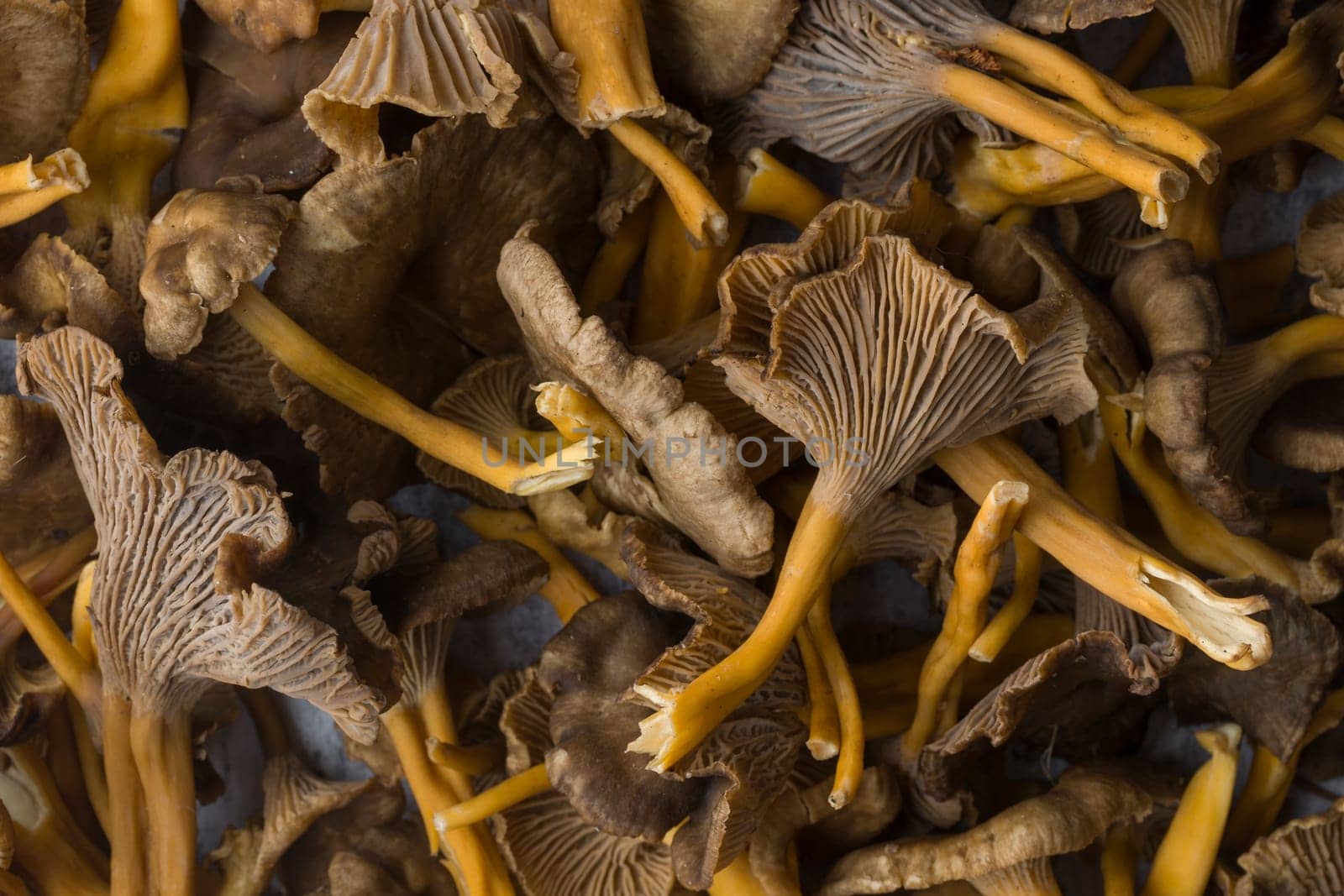 Craterellus cornucopioides, or horn of plenty, trumpet chanterelle, edible mushroom, pattern.