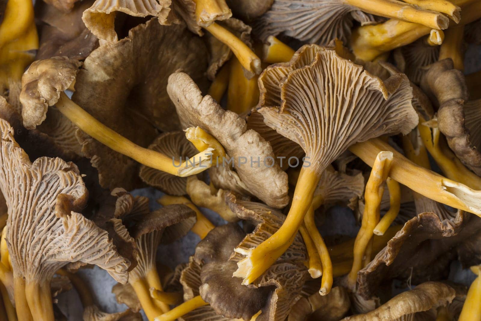 Craterellus cornucopioides, or horn of plenty, trumpet chanterelle, edible mushroom, pattern.