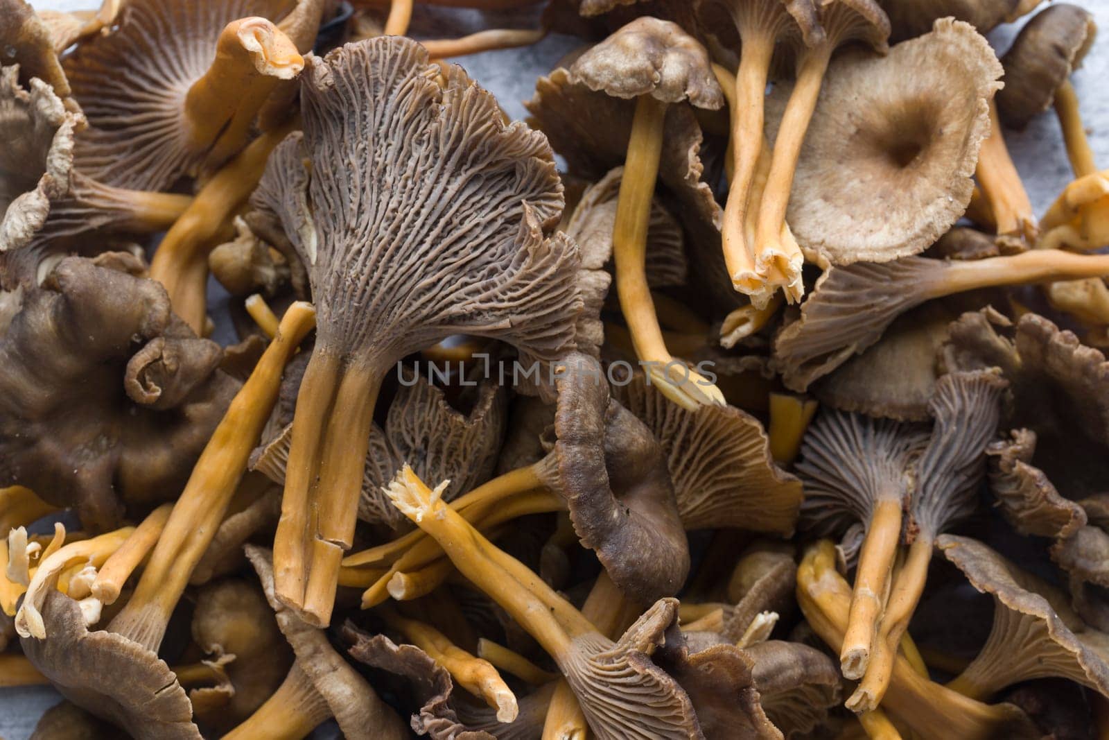 Craterellus cornucopioides, or horn of plenty, trumpet chanterelle, edible mushroom, pattern.