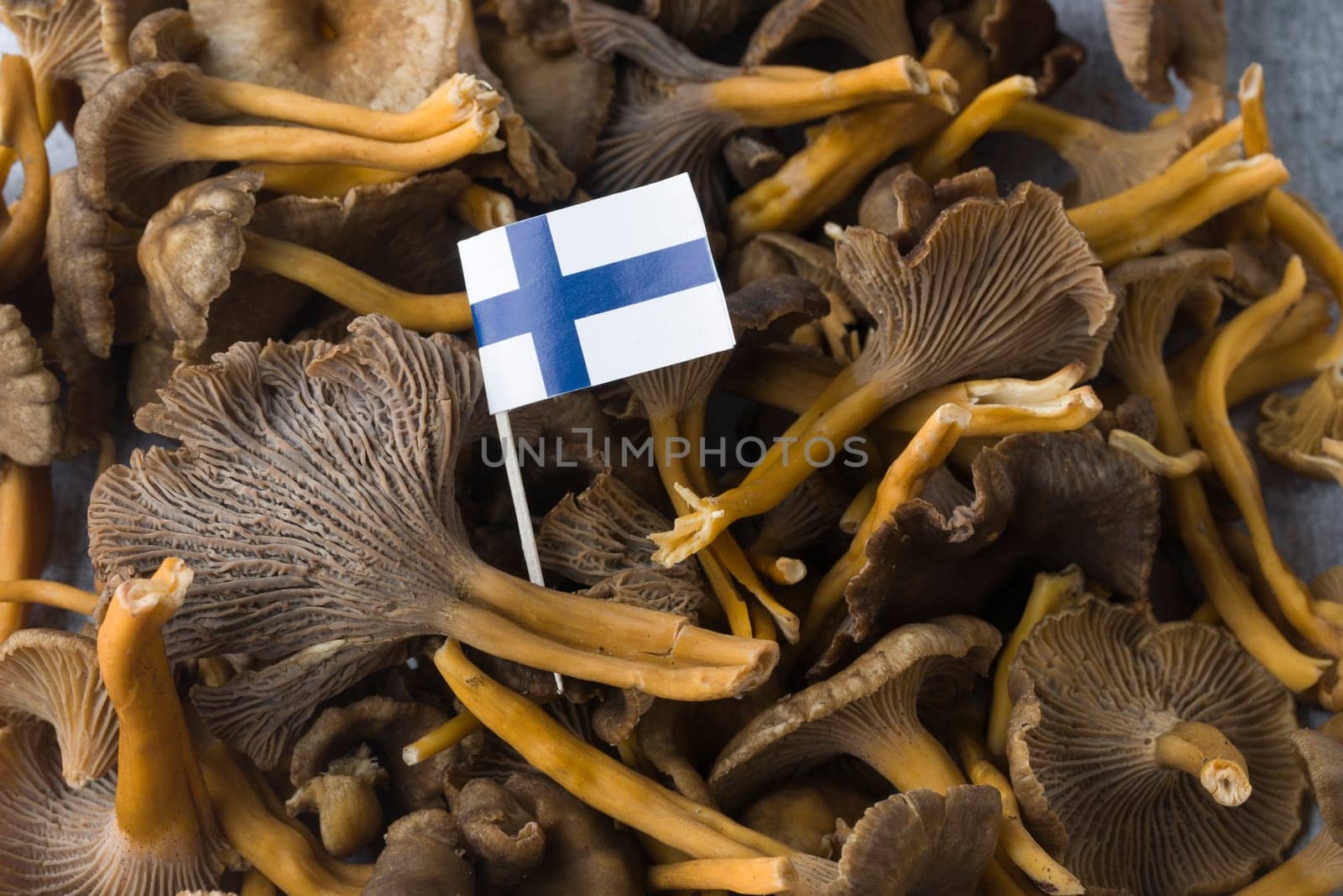 Craterellus cornucopioides, or horn of plenty, trumpet chanterelle, edible mushroom, pattern, with Finnish flag