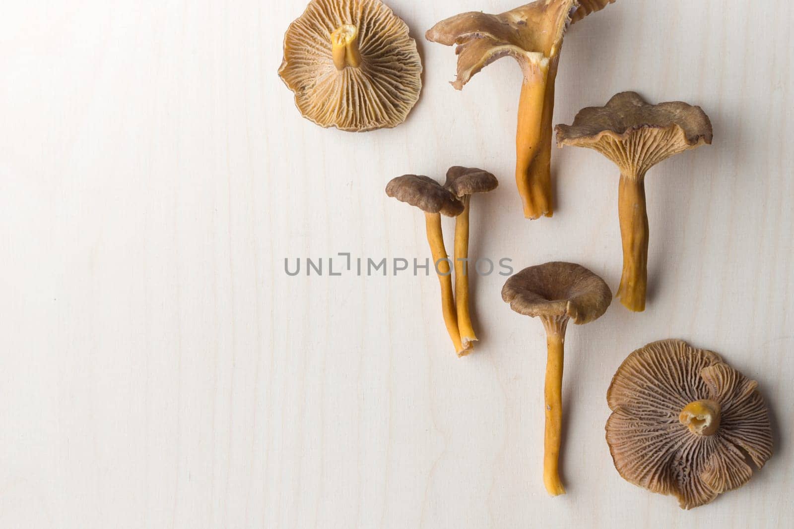 Craterellus cornucopioides, or horn of plenty, trumpet chanterelle mushroom, edible on wooden background.