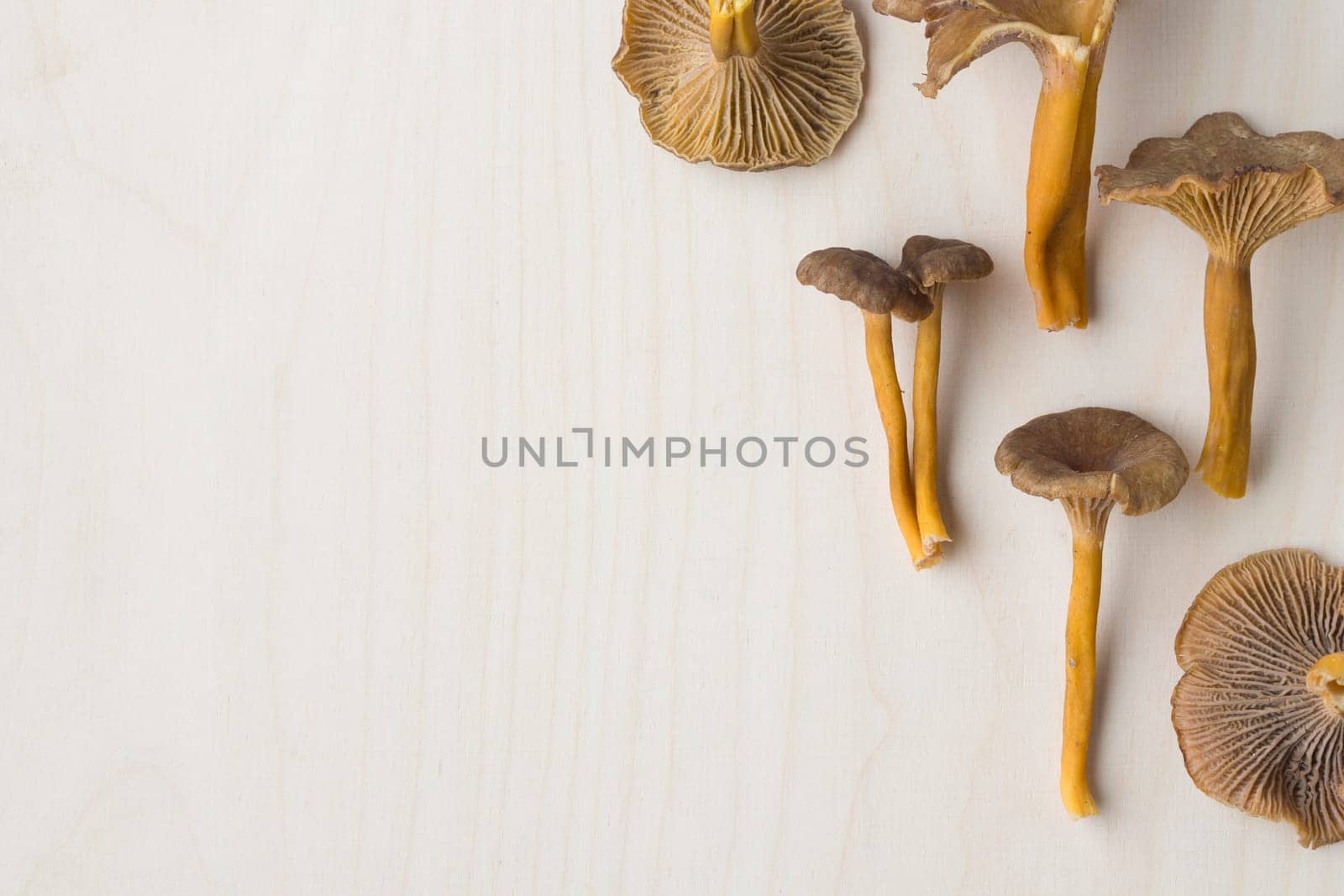 Craterellus cornucopioides, or horn of plenty, trumpet chanterelle mushroom, edible on wooden background.