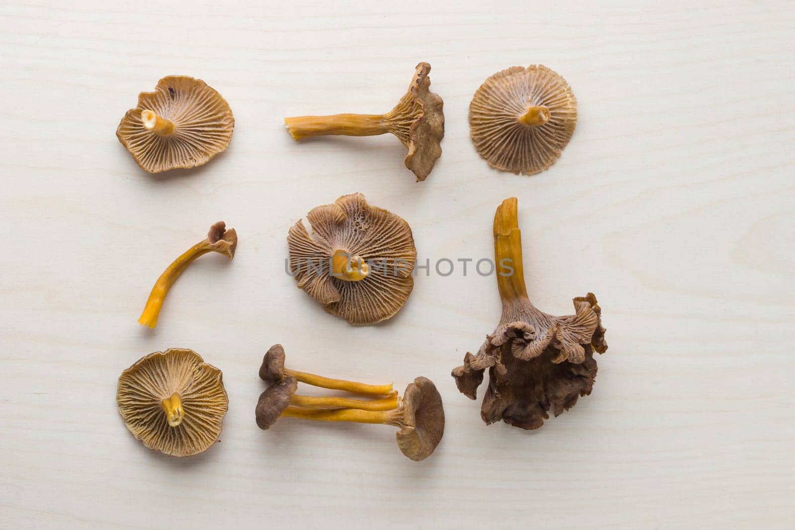 Craterellus cornucopioides, or horn of plenty, trumpet chanterelle mushroom, edible on wooden background.