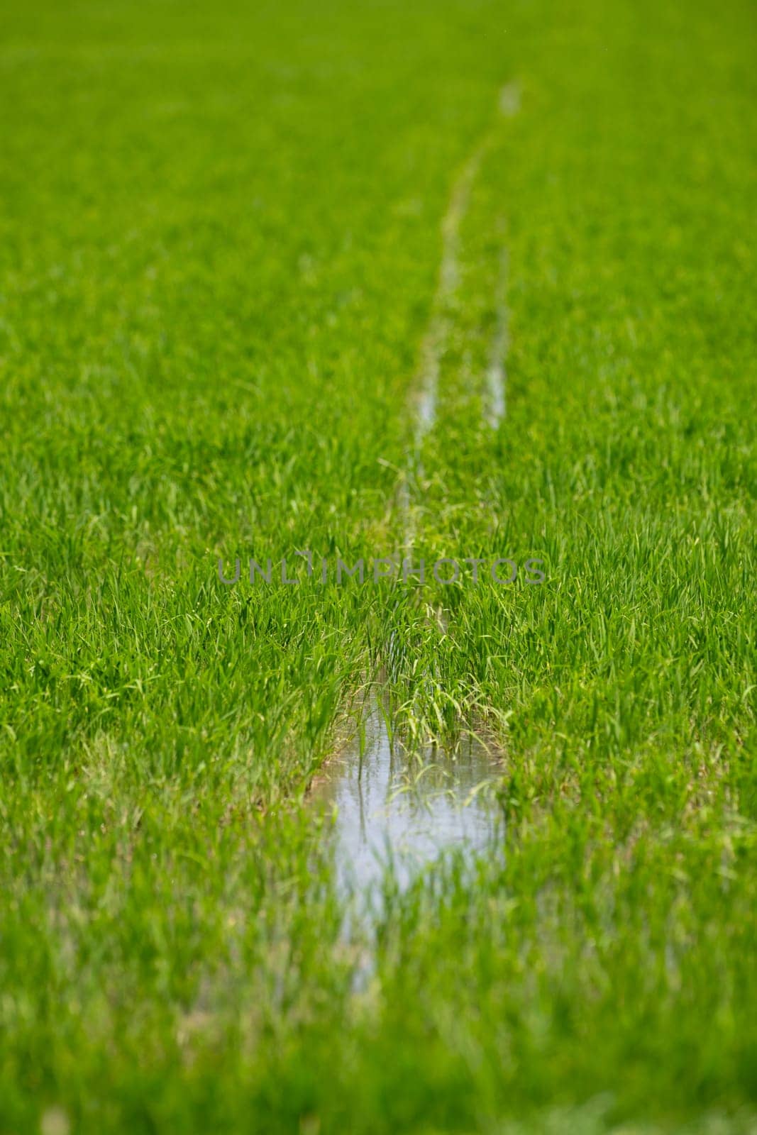 Cultivation of rice cereals in Camargue, Provence, France, Rice plants growing on organic farm fields, High quality photo