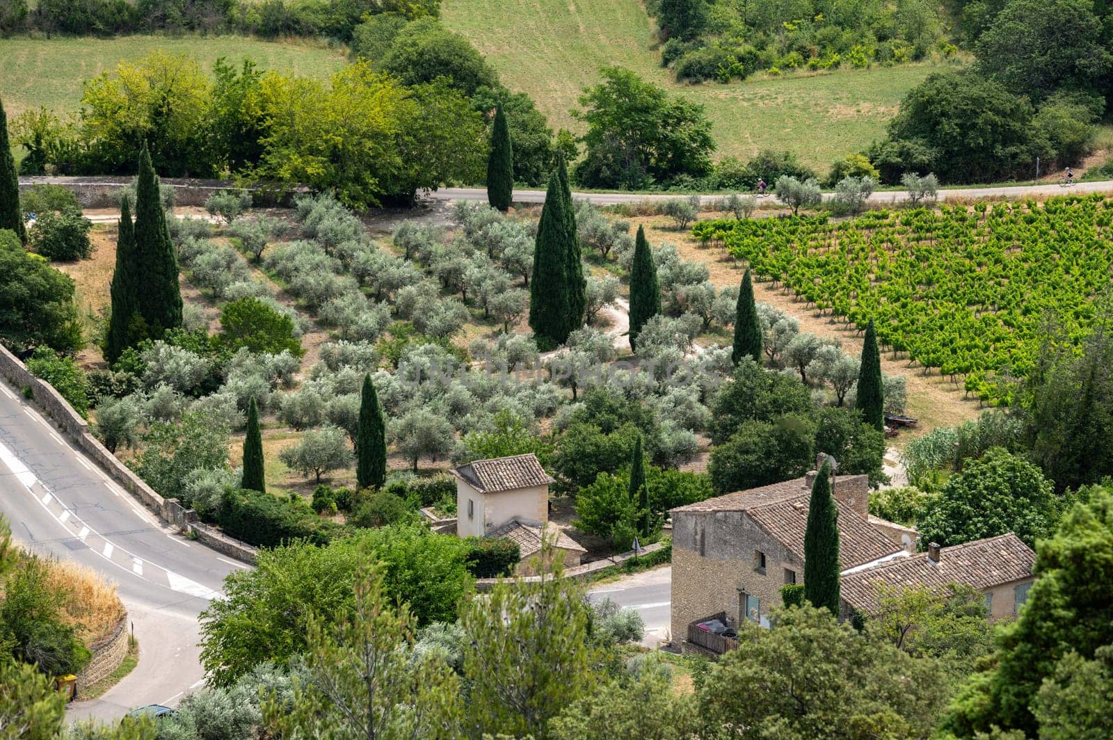 View of Field of olive trees and cypresses below the village of Gordes, Vaucluse, Provence, France, High quality photo