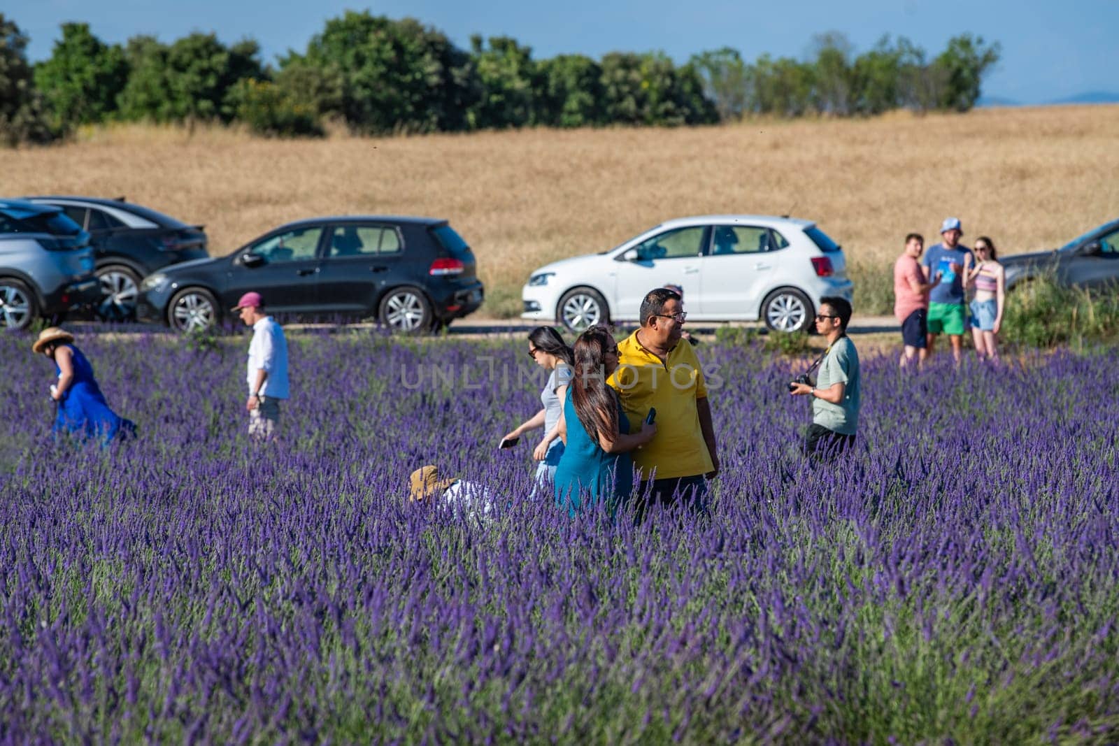 VALENSOLE, FRANCE - June 28, 2023: Many tourists taking photos in sunflower and lavender fields near Valensole, France by FreeProd