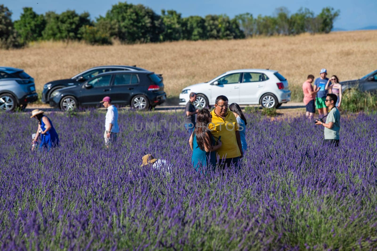 VALENSOLE, FRANCE - June 28, 2023: Many tourists taking photos in sunflower and lavender fields near Valensole, France by FreeProd