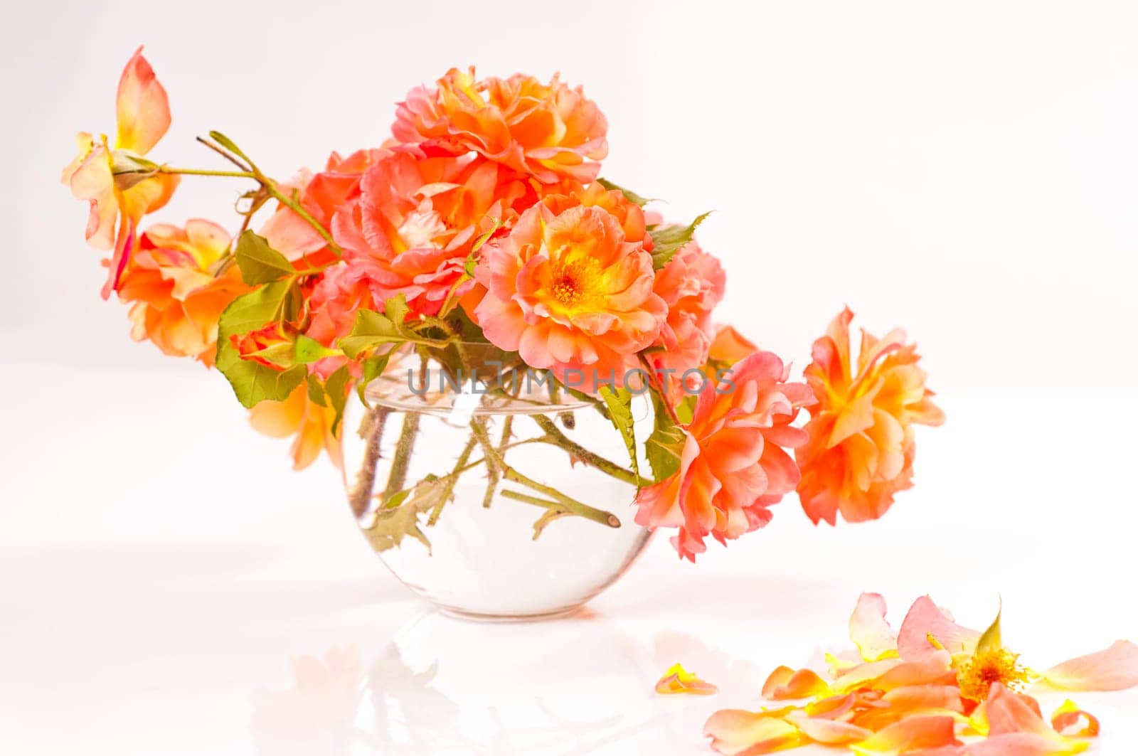 Bouquet of orange shrub roses in glass vase