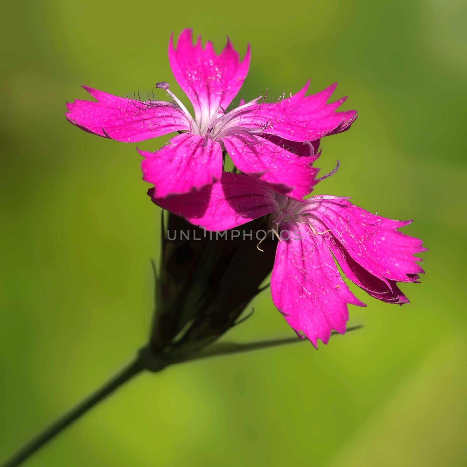 Carthusian Carnation Dianthus Dianthus carthusianorum