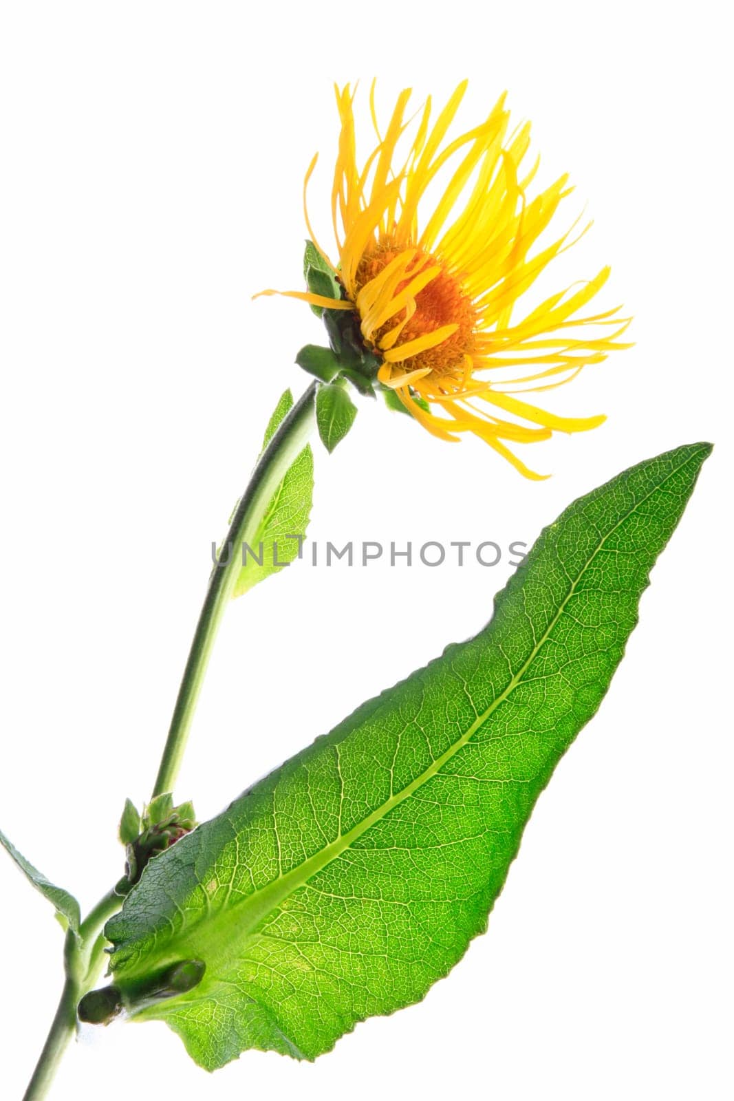 Elecampane (Inula helenium),leaf and flower isolated against white background
