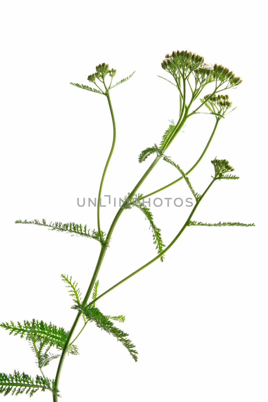 Blooming yarrow (Achillea millefolium) isolated against white background