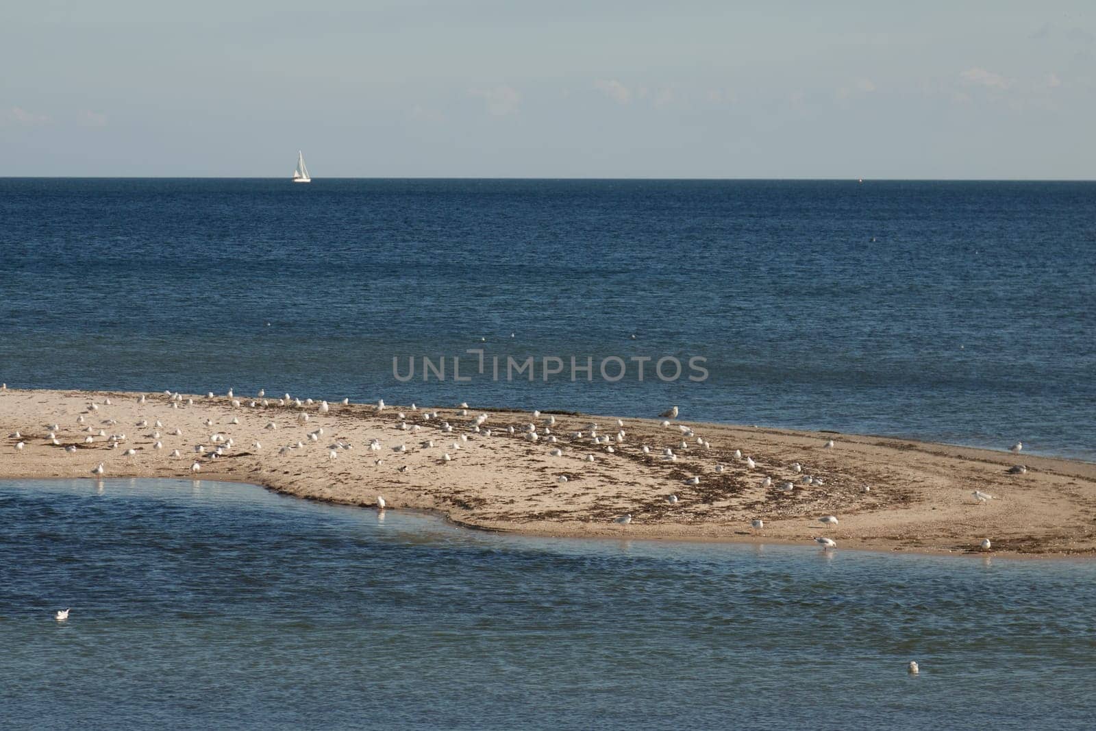 Flock of seagulls on a sandbank in front of the beach