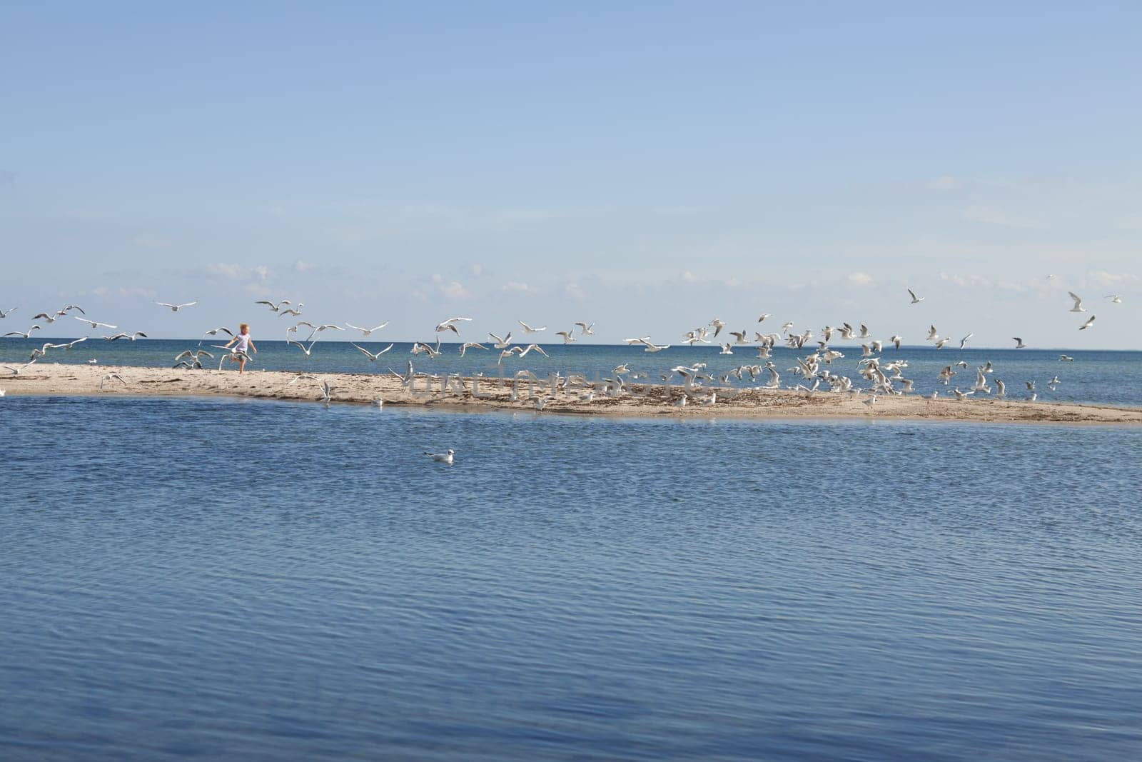 Seagulls are startled by a child