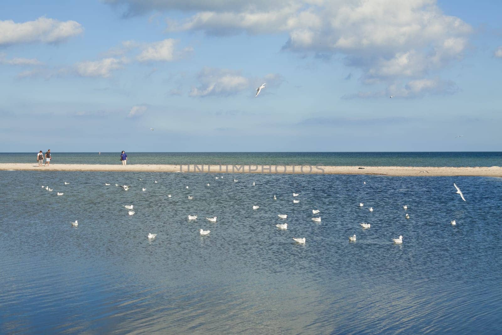 Seagulls on the water and people on the sandbank