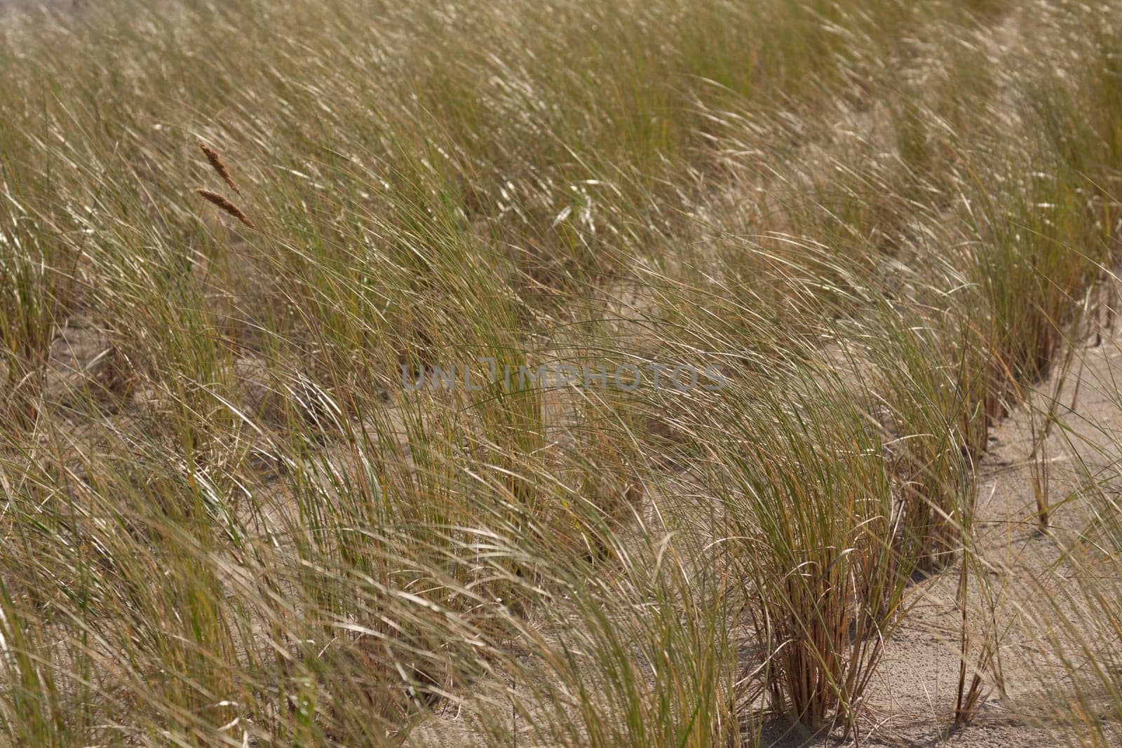 Strandhaver on a dune near Göhren (Rügen)