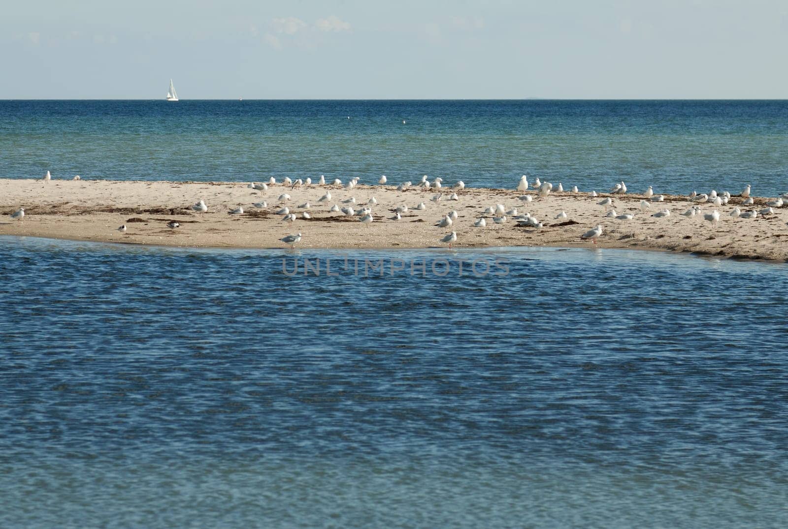 Flock of seagulls on a sandbank in front of the beach