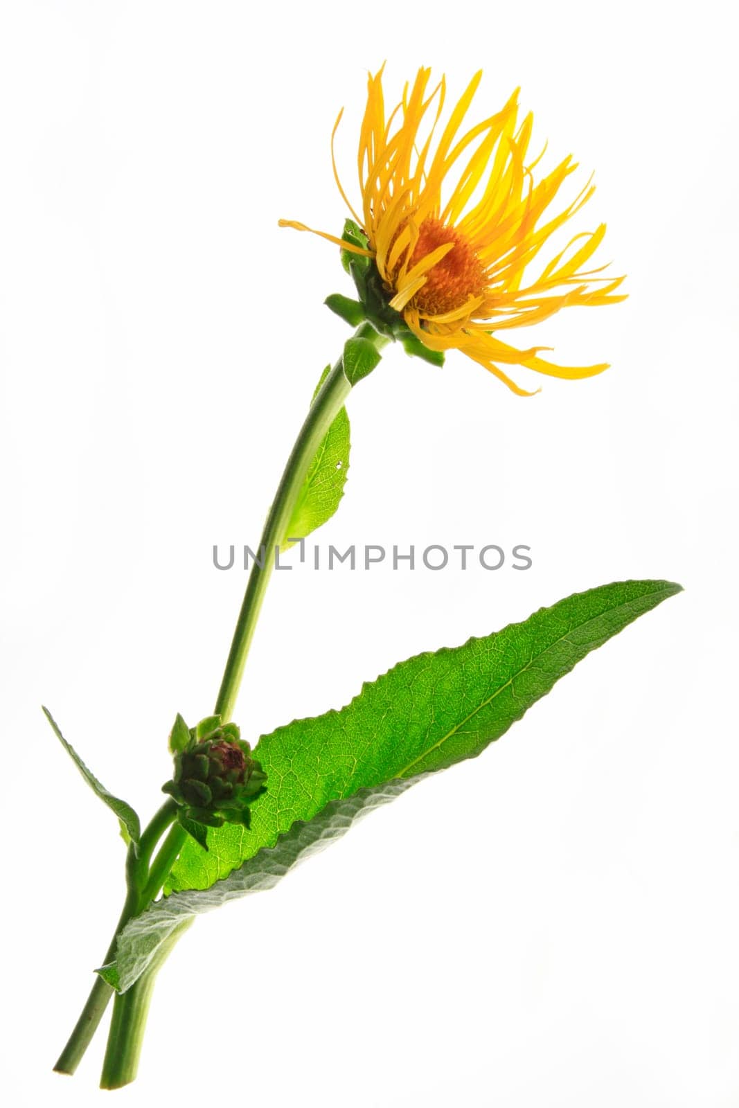 Elecampane (Inula helenium),leaf and flower isolated against white background